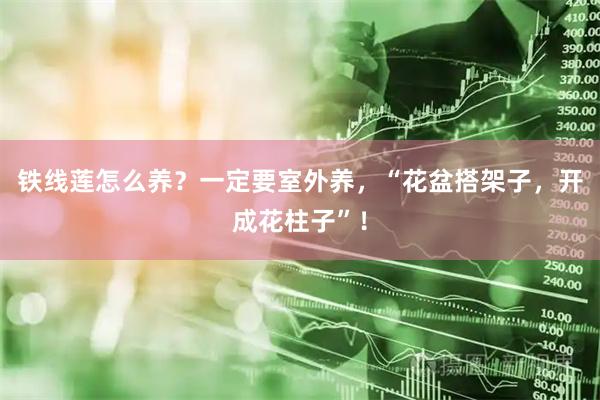 铁线莲怎么养？一定要室外养，“花盆搭架子，开成花柱子”！